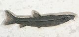 Foot Wide Notogoneus & Diplomystus Fossil Fish Plate #28514-5